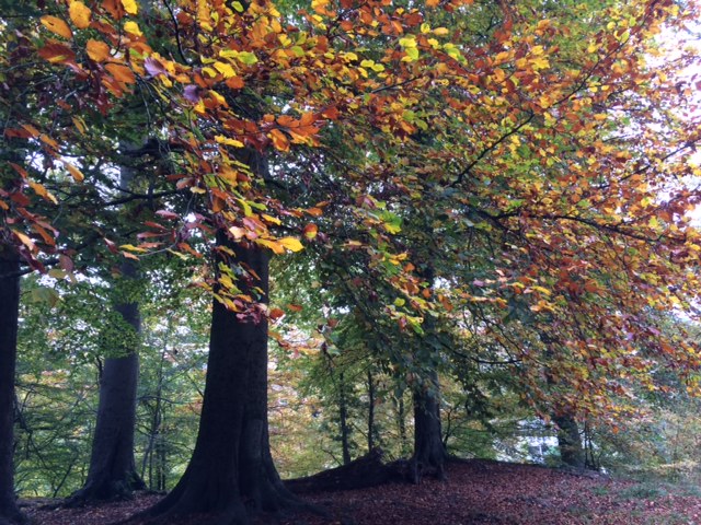 Autumn Trees - Metal Element