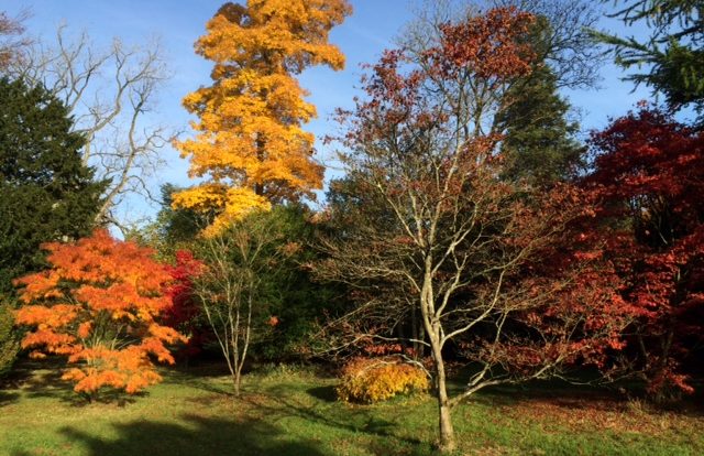 Autumn Colours - Metal Element