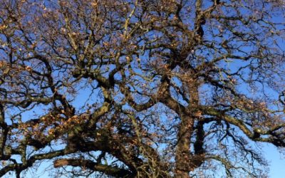 Winter – The Season of the Water Element – December 2017