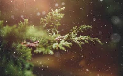 Managing this time of year and the lead up to Christmas