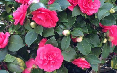 Spring 2018 – The Season of the Wood Element