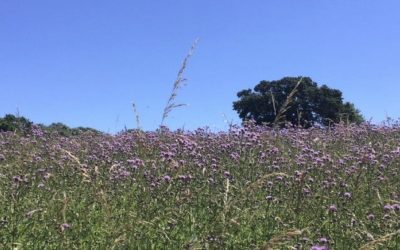 Summer – season of the fire element