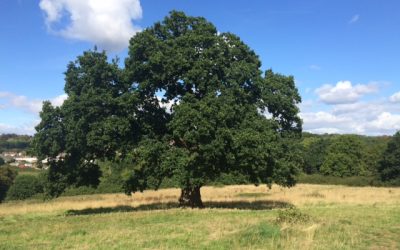 Late Summer – the Earth Element
