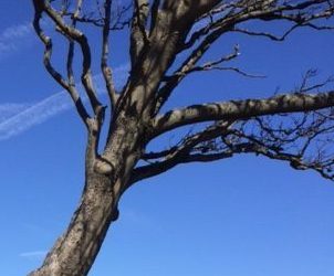 Spring 2019 – The Season of the Wood Element