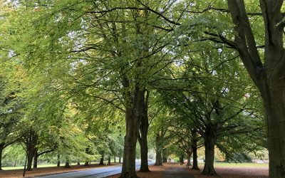 Autumn – The Season of the Metal Element 2020