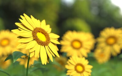 World Suicide Prevention Day 10th September – How Counselling Can Help