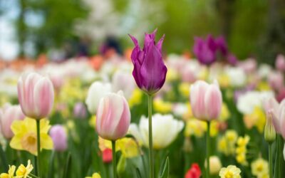 Springtime Acupuncture with Julie Kelham