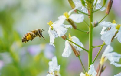 Allergy Awareness Week 20th – 26th April Treat Hay Fever Naturally