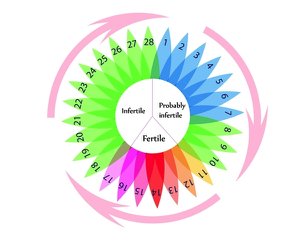 Cycle