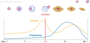 Fertility chart