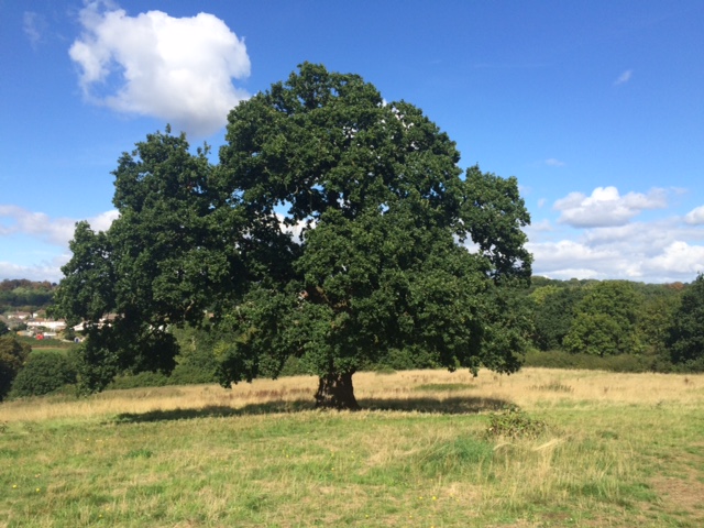 Earth Element - Tree