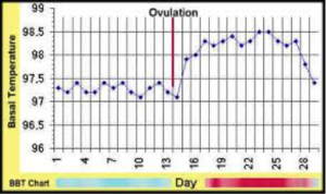 Ovulation Chart