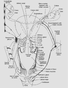 Ovulation Method