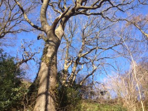 Spring Wood