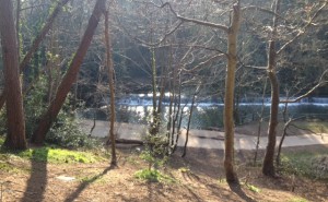 Spring River and Trees